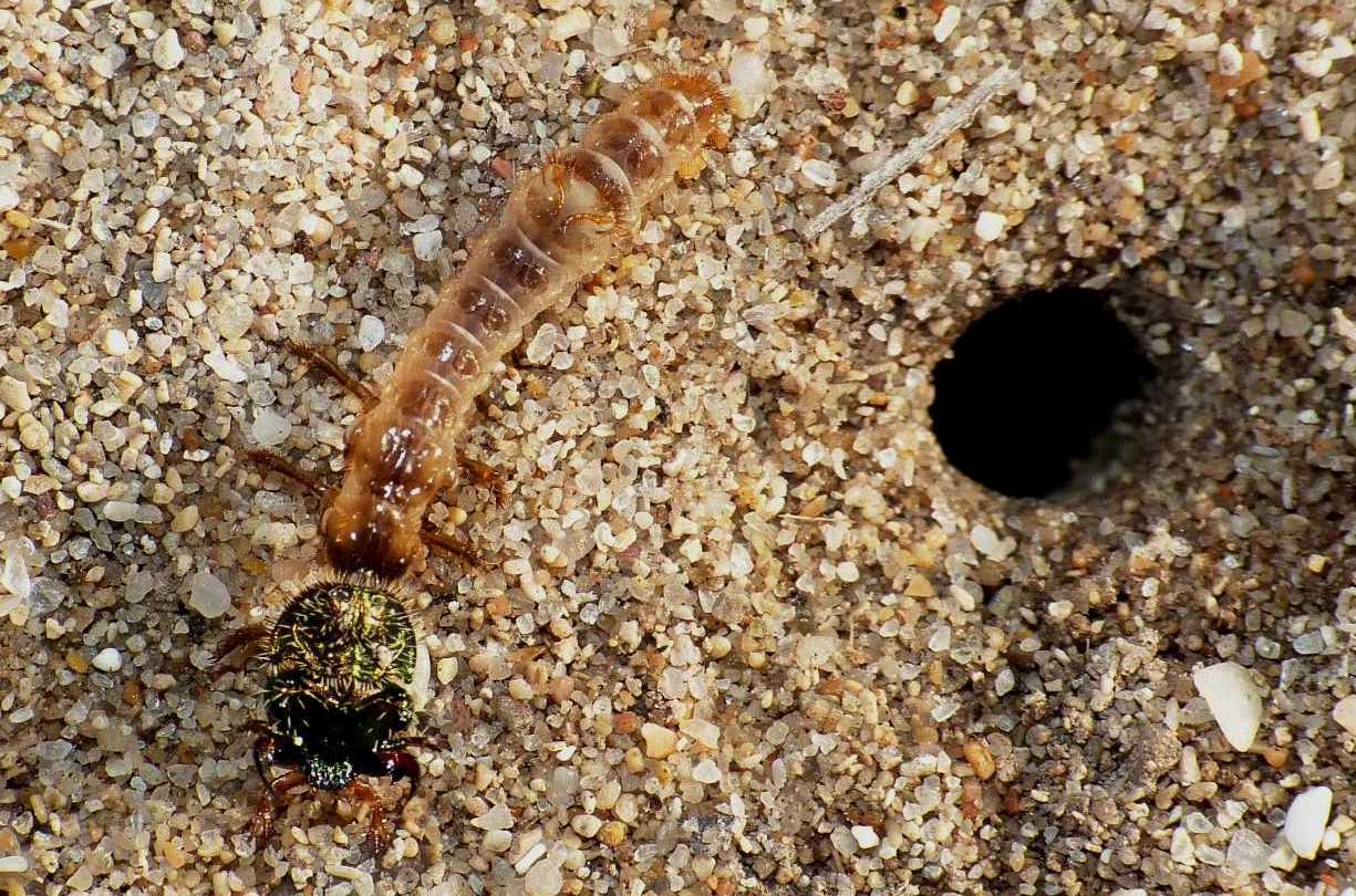 Larva di cicindela (probabile Lophyra flexuosa sardea)